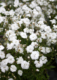 Silene quadrifida